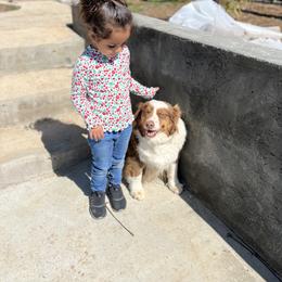 Australian Shepherd Puppies from Oro’z Farm Aussies