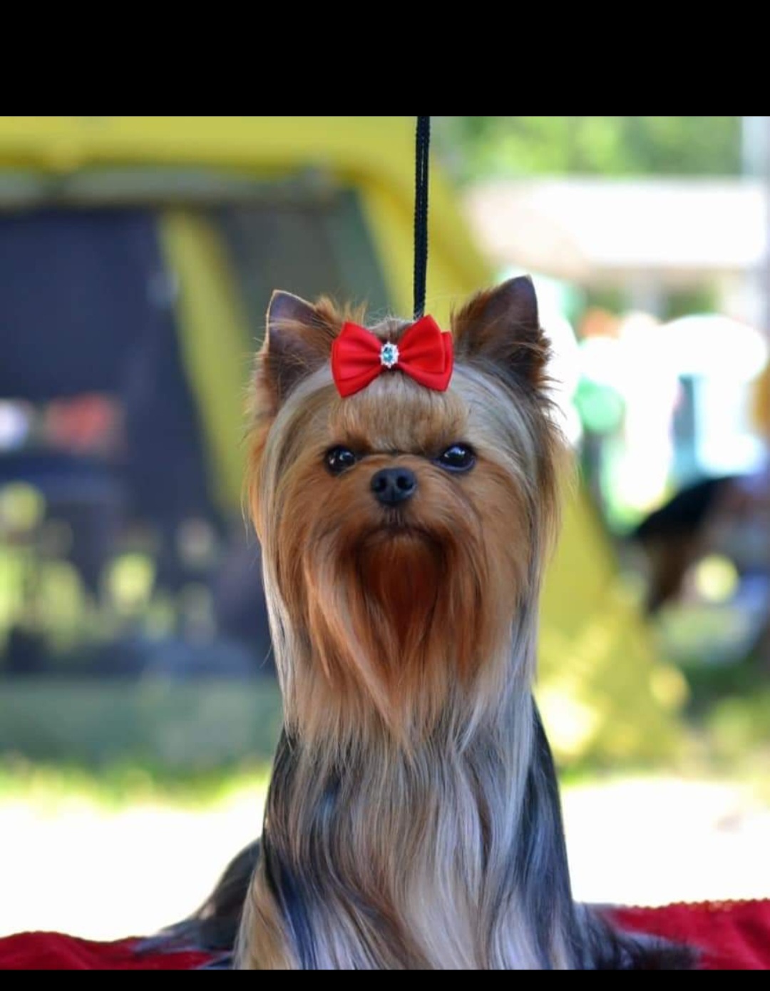 Polo - Yorkshire Terrier