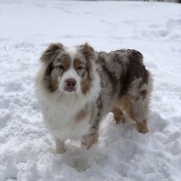 Maverick  - Australian Shepherd
