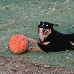 Australian Kelpies from Trish Wamsat