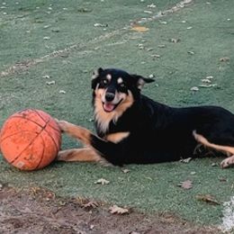 Australian Kelpies from Trish Wamsat