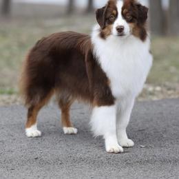 Tesla - Miniature American Shepherd