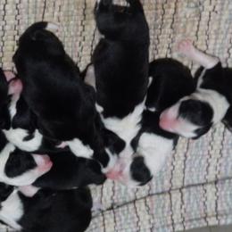 Border Collie Puppies from Wall's Border Collies