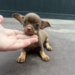 Little monkey - Chocolate and tan male Chihuahua puppy in Alvord, Texas from Gift of Gods Favor