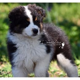 Australian Shepherd Puppies from Davishire Australian Shepherd