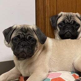Pugs from Brenda's Precious Pugs