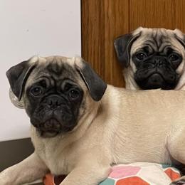 Pugs from Brenda's Precious Pugs