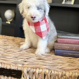 Aussiedoodle, Bernedoodle, and Sheepadoodle Puppies from DeAnna’s Doodles