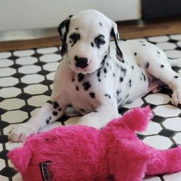 Dalmatian Puppies from Spotted Way Dalmatians