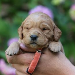Clove - Golden male Golden Retriever puppy in Payette, Idaho from Stonewick Retrievers