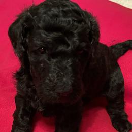 Maggie - Black female Poodle puppy in Mechanicsburg, Pennsylvania from Ashton’s Standards