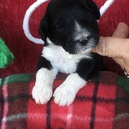 Portuguese Water Dog Puppies from Aguas De Seda PWD