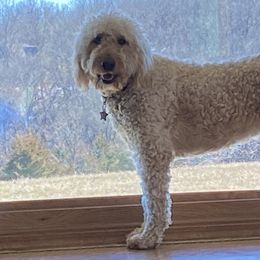 Goldendoodles and Golden Retrievers from Goldenhubb