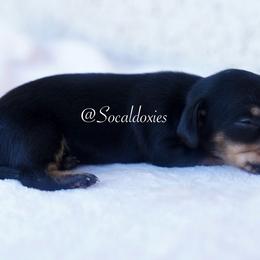 Bo Peep - Black and tan female Dachshund puppy in Apple Valley, California from Socaldoxies