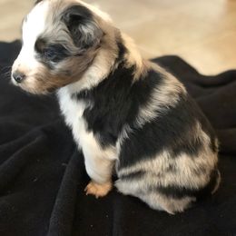 Australian Shepherd Puppies from Coleman's Natural Bridge Aussies