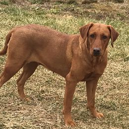 Ember - Labrador Retriever