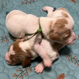 Boy 1 - Orange and white male Brittany puppy in Snohomish, Washington from Campbell's Brittanys