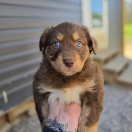 Monkey - Red tri-color female Australian Shepherd puppy in London, Kentucky from Kenmont Kennels
