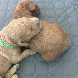Helaena - Apricot female Goldendoodle puppy in Richmond, Texas from Harper’s Heartbeats
