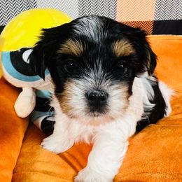 Bubbles - Black tan and white female Biewer Terrier puppy in Stockbridge, Georgia from Jenn’s Georgia Morkies and Biewer Terriers