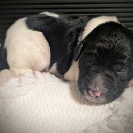 Sue - Black and white female Sheepadoodle puppy in Berwick, Pennsylvania from Wright’s Wiggle Butts