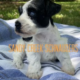 Miniature Schnauzer Puppies from Sandy Creek Schnauzers