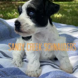 Miniature Schnauzer Puppies from Sandy Creek Schnauzers