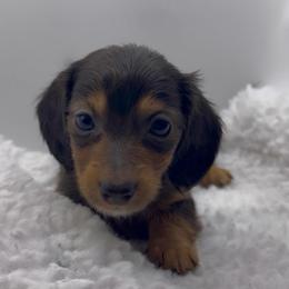 Girl 1 - Gray (blue) and tan female Dachshund puppy in Bakersfield, California from KC Doxies