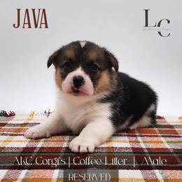 Java - Black and tan male Pembroke Welsh Corgi puppy in Pine Village, Indiana from NL Horsemanship