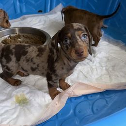 Dachshund Puppies from Rosey dachshund