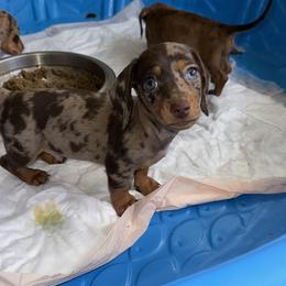 Dachshund Puppies from Rosey dachshund