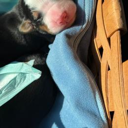 Finch - Tri-color male Bernese Mountain Dog puppy in Gardner, Kansas from Faith and Family Farm