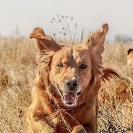 Golden Retrievers from KL Golden Retrievers