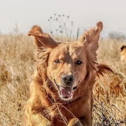 Golden Retrievers from KL Golden Retrievers
