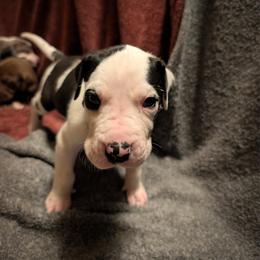 Matcha - Harlequin female Great Dane puppy in Marlow, New Hampshire from Fox Hill Danes