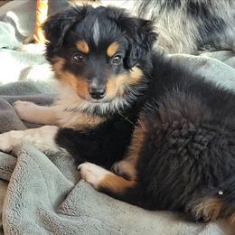 Boomer - Black tri male Miniature Australian Shepherd puppy in Deer Park, Washington from Rodeo Aussies