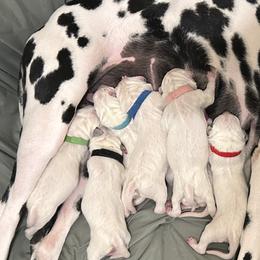 Dalmatians from Sarena Martinez