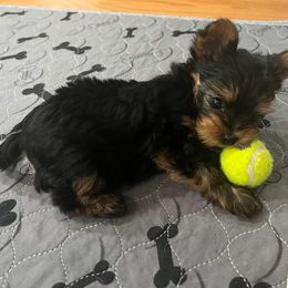 Yorkshire Terrier Puppies from Yorkie Puppies Redwood Ranch