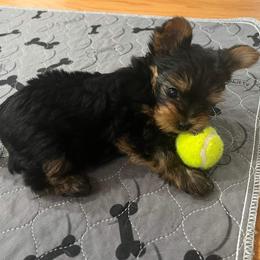 Yorkshire Terrier Puppies from Yorkie Puppies Redwood Ranch
