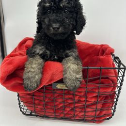 Mrs. Claus - Black and tan female Cavapoo puppy in Austin, Texas from Doodles of Central Texas