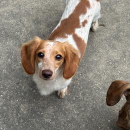 Peaches - Dachshund