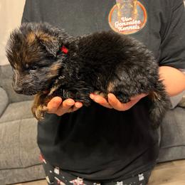 Lobo - Black and red male German Shepherd puppy in Quartz Hill, California from Von Gonzalez Kennel