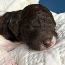 Girl 4 - Parti female Goldendoodle puppy in Ashford, Alabama from Blue Collar Kennel