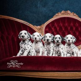 Dalmatian and Doberman Pinscher Puppies from Lorelei Legends