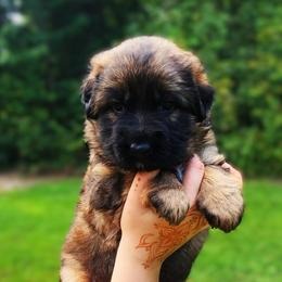 Fly - Sable female German Shepherd puppy in White Cloud, Michigan from Von WestLynn German Shepherds