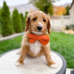 Ty Myers - Cream male Goldendoodle puppy in Farmington, Utah from Happy Day Doodles