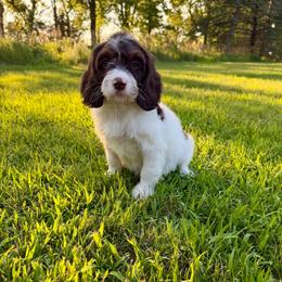 Luna - Tri-color female Cavapoo puppy in Beresford, South Dakota from DAKOTA DOOD RANCH