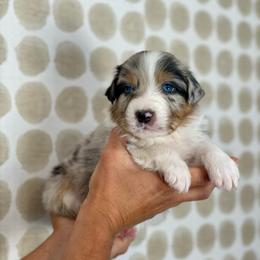 Cypress - Blue merle male Australian Shepherd puppy in Salinas, California from AA Aussies