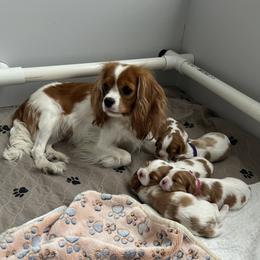 Cavalier King Charles Spaniel Puppies from Countryside Royalty Cavaliers