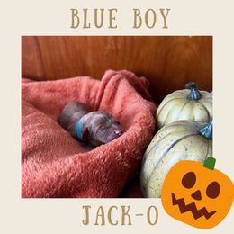 Jack-O - Red Cavapoo puppy in Columbus, Ohio from FamilyOodles